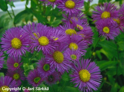  Erigeron Speciosus-Ryhm 'Dunkelste Aller'